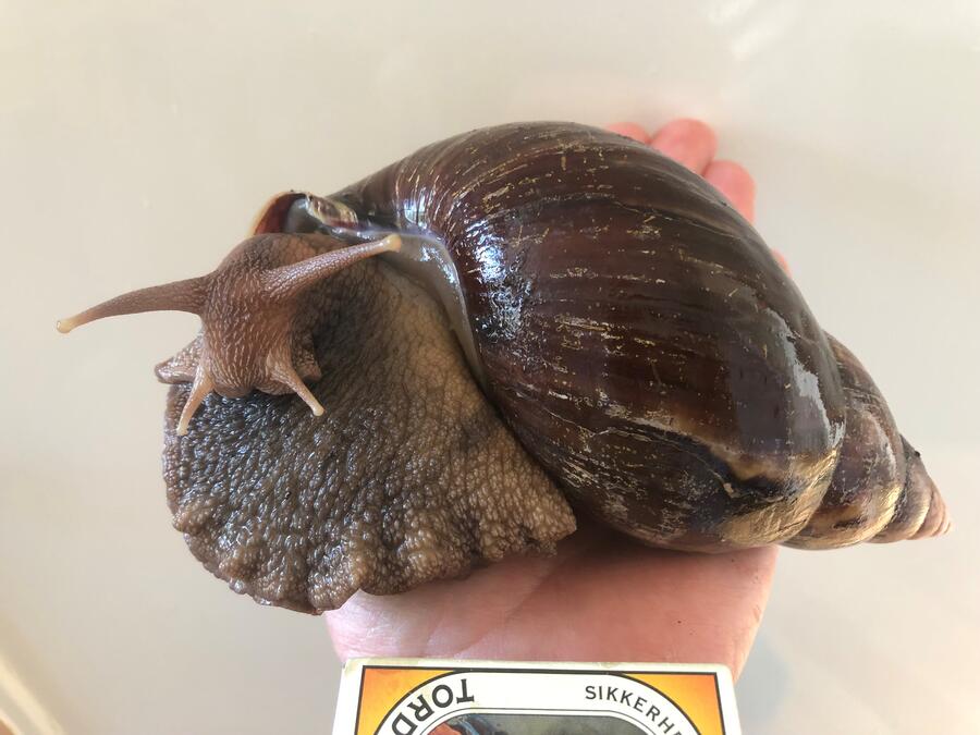 kæmpesnegl