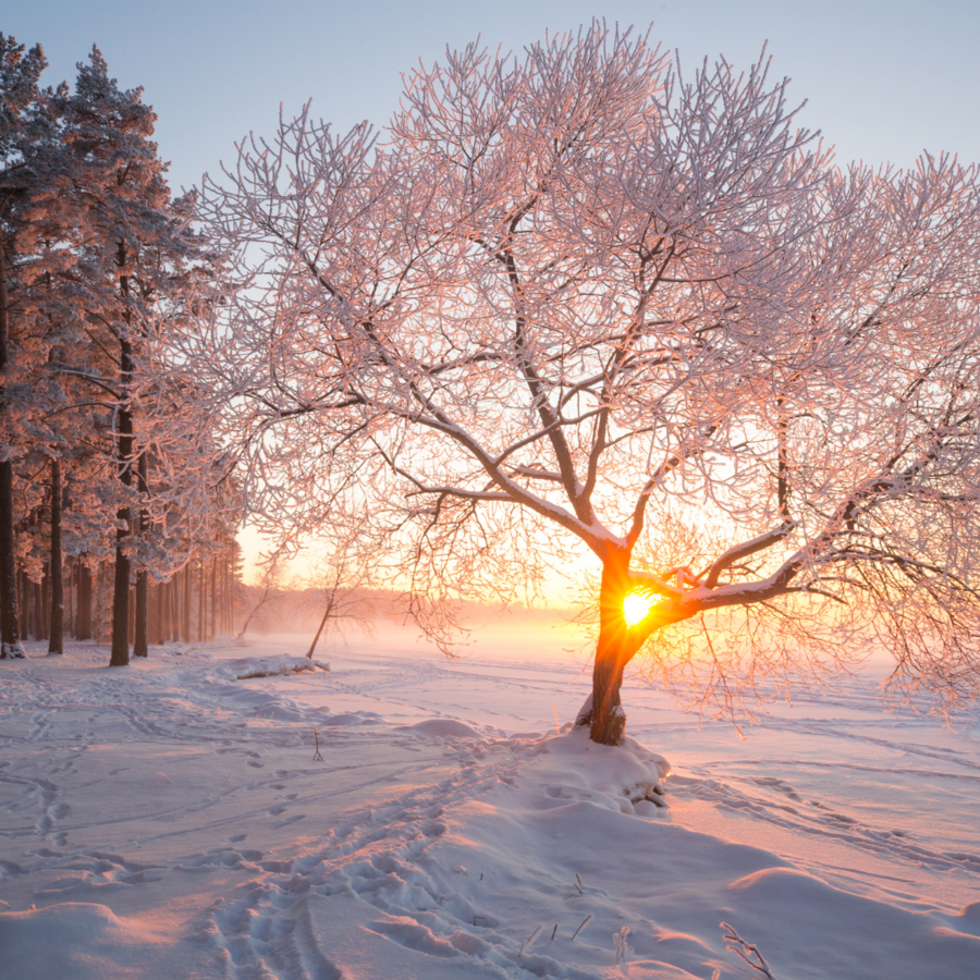 Solrigt sneklædt vinterlandskab. Foto: alex_ugalek via Canva. Solrigt sneklædt vinterlandskab. Foto: alex_ugalek via Canva.